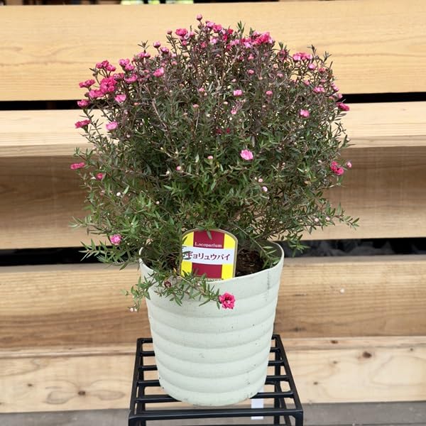 マヘ】ギョリュウバイ 御柳梅 レプスペルマム 5本セット Amazon｜観葉